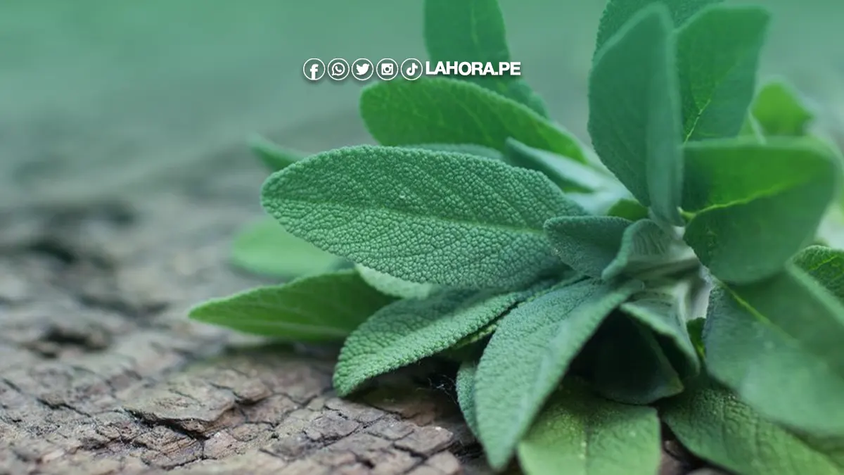 Conoce los beneficios de la salvia, la planta que regula el azúcar en la sangre